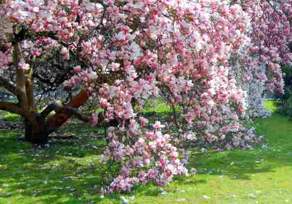 Spectacolul primăverii: cei mai frumoși copaci și arbuști de grădină