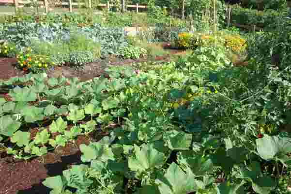 Simpatiile şi antipatiile plantelor. Compatibilitatea legumelor din grădină