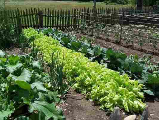 Cum alegeţi stilul grădinii de legume?