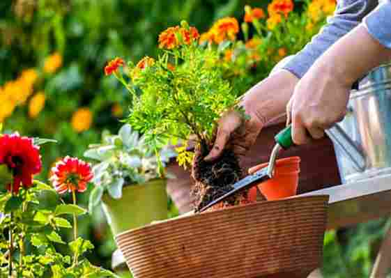 Grădinăritul – un hobby tot mai popular