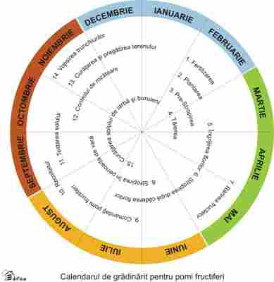 Calendarul îngrijirii pomilor fructiferi